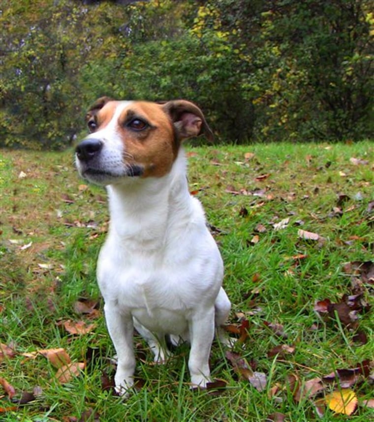 In this photo provided by Michigan Humane Society, Petey, a Jack Russell terrier,  is photographed at the Michigan Humane Society's Rochester Hills Center for Animal Care in Rochester Hills, Mich.  on Tuesday, Oct. 25, 2011   The Michigan Humane Society says Petey had been missing since July from his home in the Tennessee community of Erin. The 4-year-old dog was being picked up Wednesday by a Michigan Humane Society volunteer who planned to drive him home. The dog had been brought to the Michigan Humane Society's Rochester Hills Center for Animal Care, where he was scanned for a microchip. (AP Photo/Michigan Humane Society)